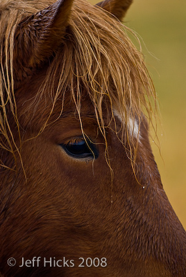 Icelandic pony close.  Jeff Hicks Photography