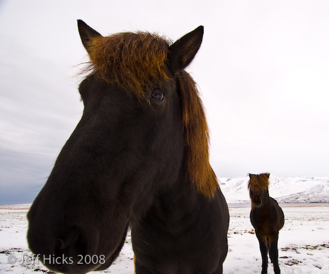 Icelandic ponies in snow.  Jeff Hicks Photography